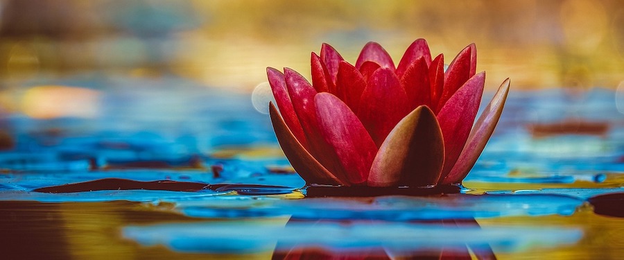 Bloeiende relaties met klanten, medewerkers én stakeholders? Alleen met een brede video-inzet Bloeiende relaties met klanten, medewerkers én stakeholders? Alleen met een brede video-inzet