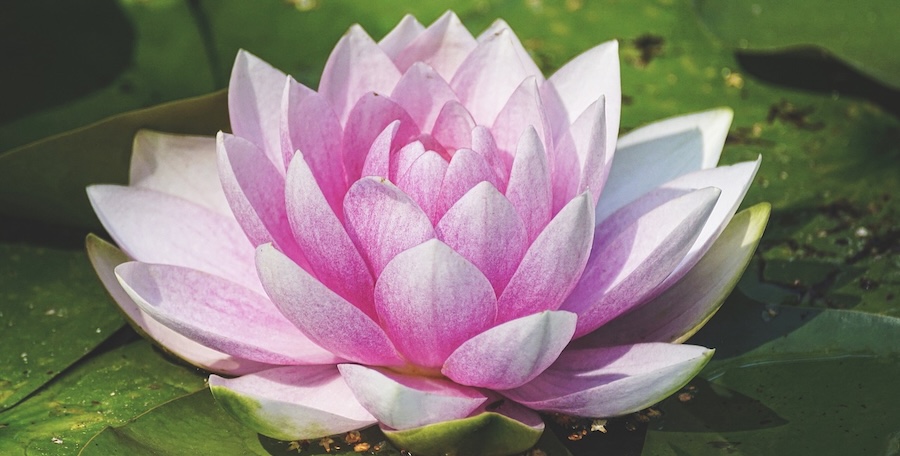 Voordelen video agency partnerschap